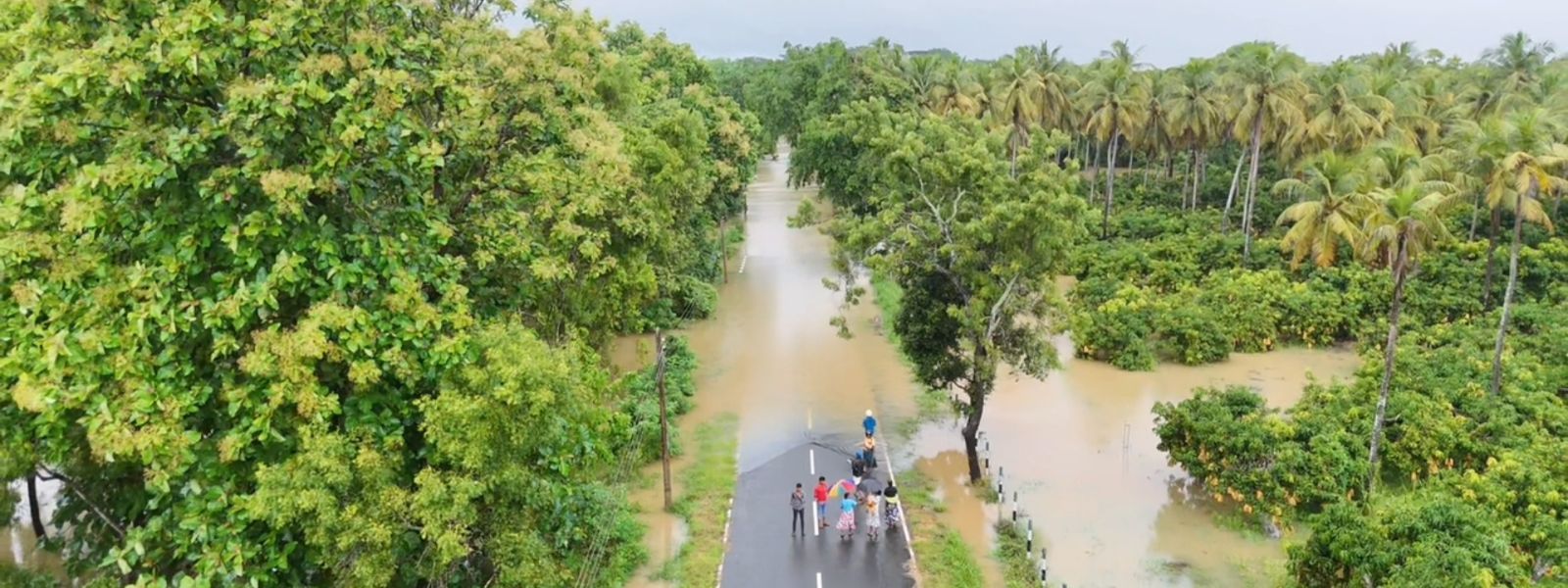 273,000 Paddy Lands Destroyed Due To Ditwah